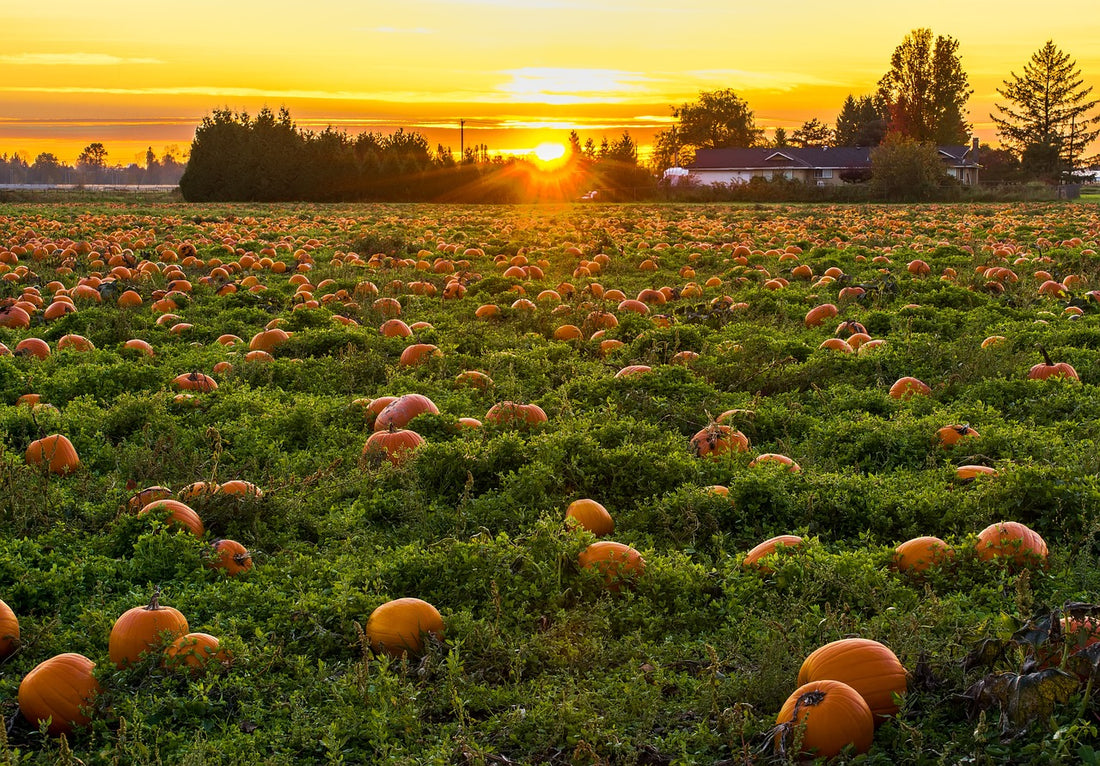 What is Pumpkin Seed Oil Good For? Exploring Its Incredible Benefits